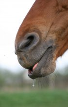 Kosak trinken / ***