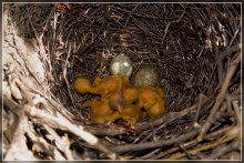 Die Geburt des neuen Lebens / ***