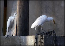 neidisch Reiher / ***