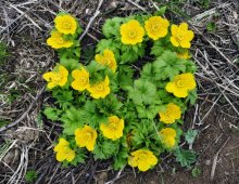 Gelbe Blumen / ***