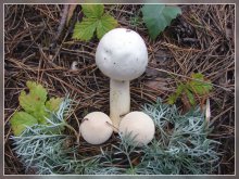 Pilze / ***