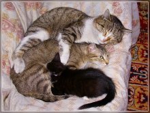 Eine freundliche kleine Familie / ***