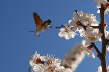 Flight of the Bumblebee / ***