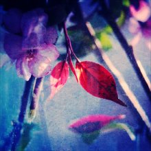 Blume / ***