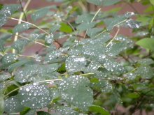 Perlentränentröpfchen regen / ***
