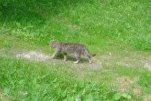 Mehr Katze / ***