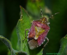 Crimson Jacke / ***