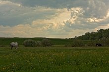 Auf der Wiese zu grasen ... / ***