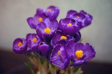 Krokus / ------