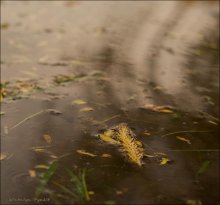Wie Raupe startete in Weltumsegelung / ***