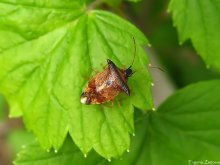 Verteidiger Woody Rotschopf / Elasmucha ferrugata