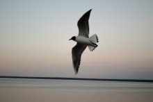 Möwe / ***
