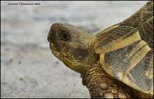 Turtle / Portret jedne kornjače