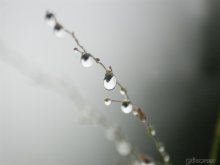 Tropfen, Tropfen / .................................