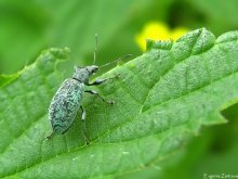 Weevil Blattgrün / ***