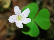 Blume / ***