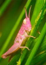Grasshopper für Blondinen / ***