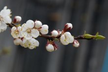 Frühling / 123456