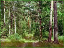 Kieferwald / ***