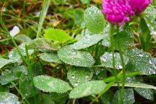 Morgen / ***