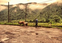 Mountain Shepherd / ***