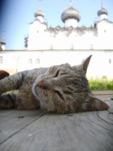 Klosterinsel Katze / ***