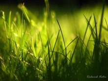 Gras / ***