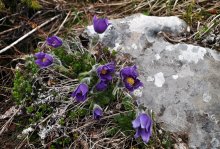 Blue Alpenblumen. / ***