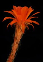 "Palm ..." / ***