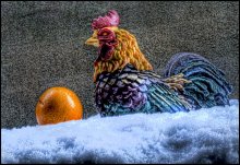 Hahn und Orangen im Schnee / ***