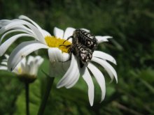 Liebe auf ein Gänseblümchen / .....