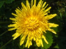 Rum und Masha / .............