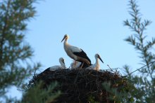 Storch / *****