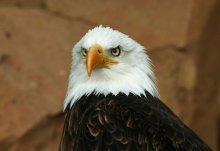 Portraits von Tieren Nummer 2 Eagle / ***