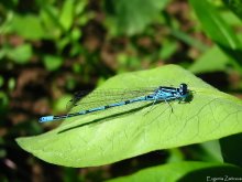 Dragonfly Pfeil / ***