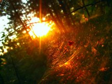 Altweibersommer / ***