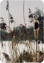 winter.1 / ***