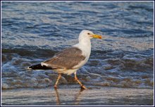 Wandern am Wasser ... / ----------------