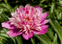 Frische / ***