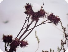 winter.2 / ***