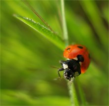 Insekten ... / .....