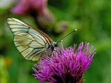 Boyaryshnitsa / Aporia crataegi