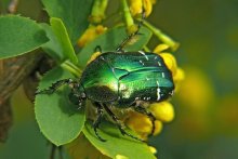 Bronzovka goldenen / Cetonia aurata