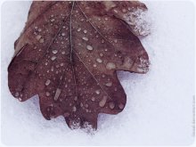 frozen.drops / ***