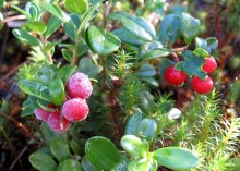 Wilde Beeren. / ***