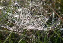 Perlen Spinnennetz / ***