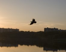 Vogel über die Stadt ... / ***