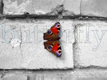 butterfly / ***