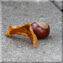 Herbst Paar / ***