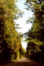 Der Weg in den Wald / ***